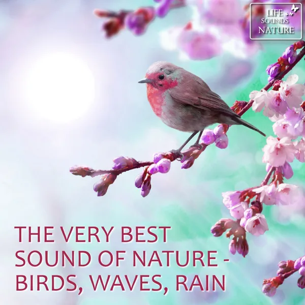 Amazing Concert of Wind Chimes With Birds For Relaxation, Massage, Meditation — Life Sounds Nature