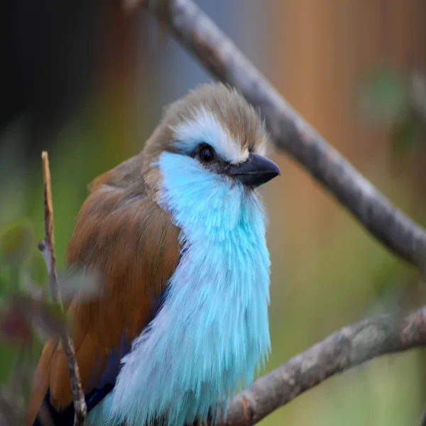 Birds Chirping — Bird Sounds, Nature And Bird Sounds & The Nature Soundscapes