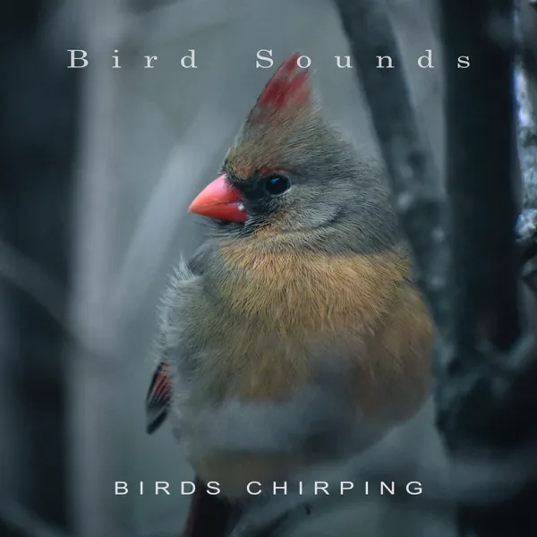 Morning Birds — Bird Sounds